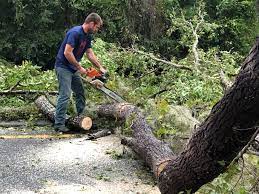 Reliable Liberty, TX  Tree Services Solutions