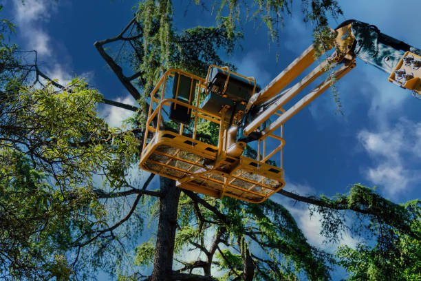 How Our Tree Care Process Works  in  Liberty, TX